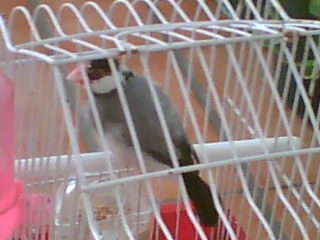 c mon oiseau